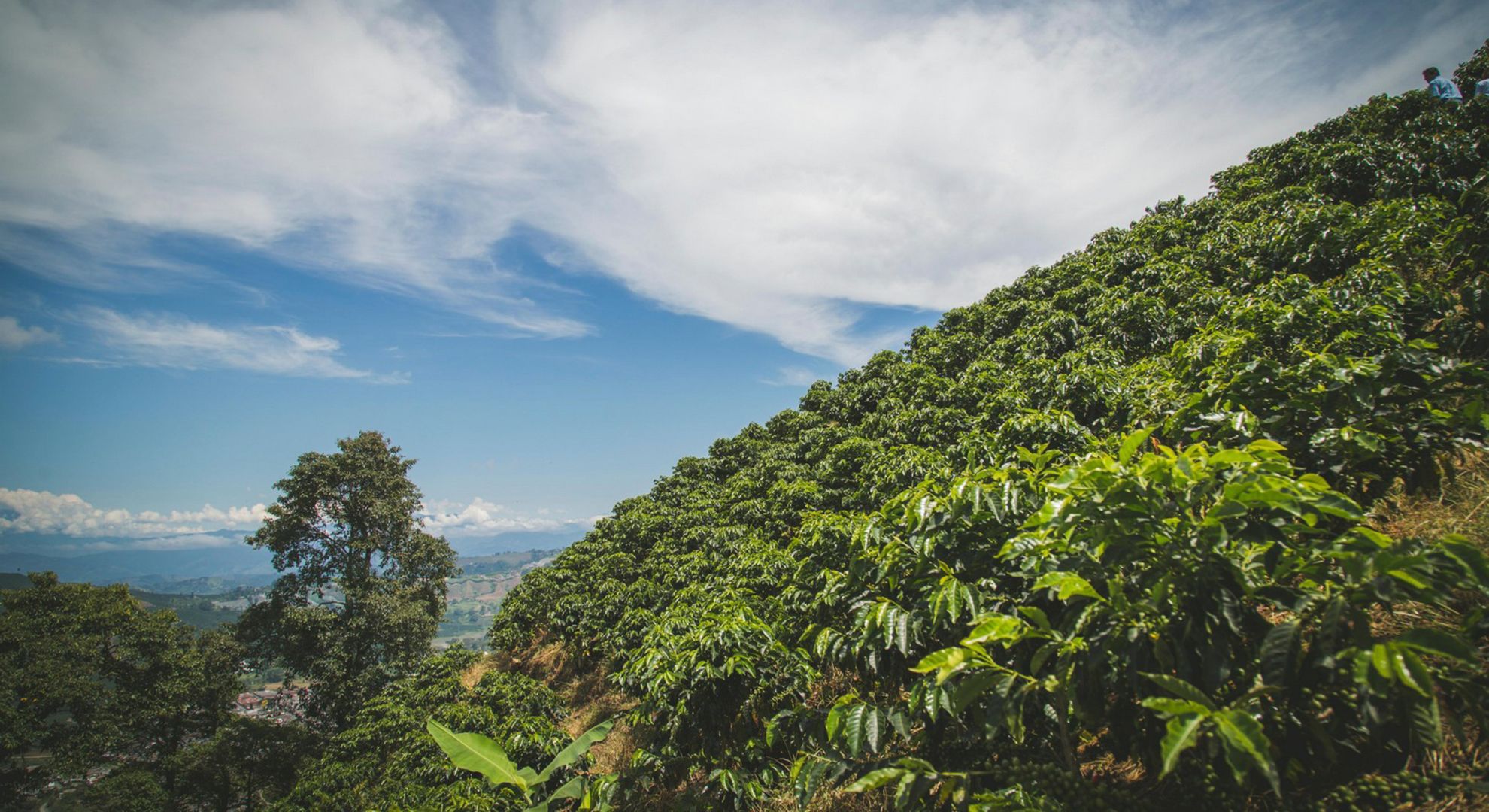 Finca cafetera tolima