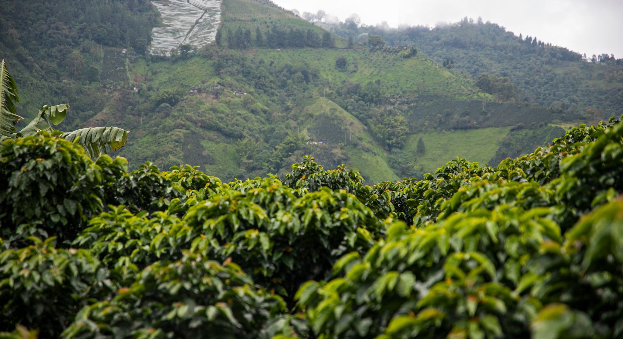 Finca cafetera tolima