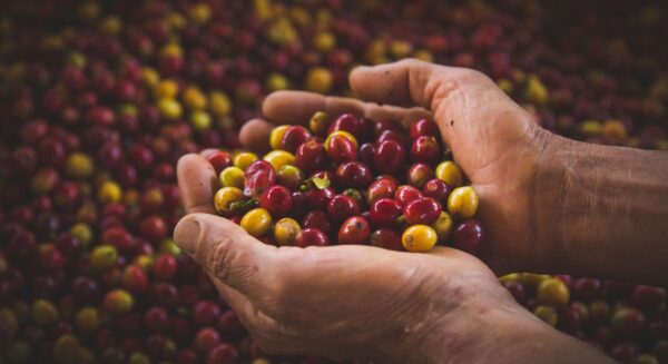 Qué es el Café de Especialidad