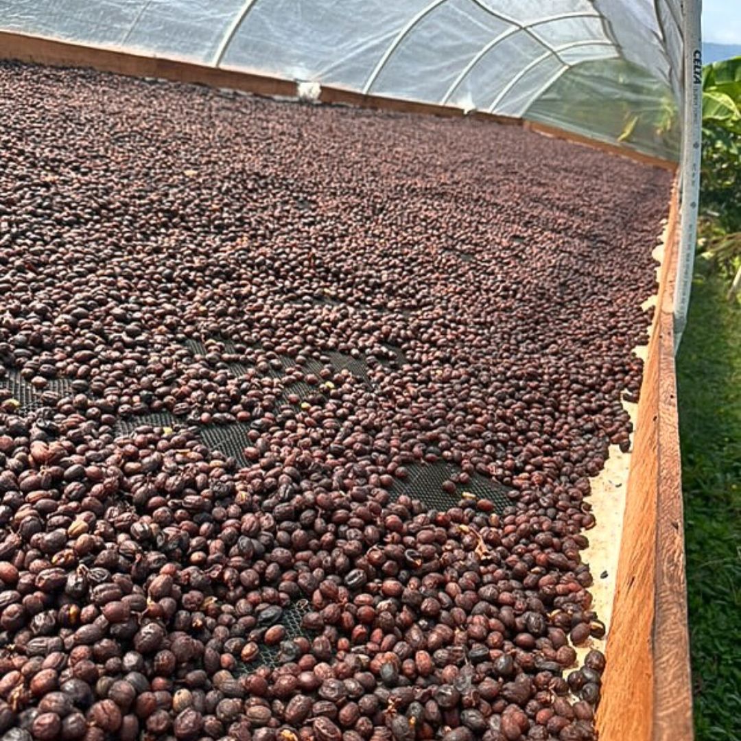 Sidra Syntropia secado